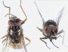 Phaonia subventa